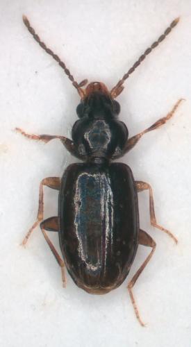 Tachys bistriatus